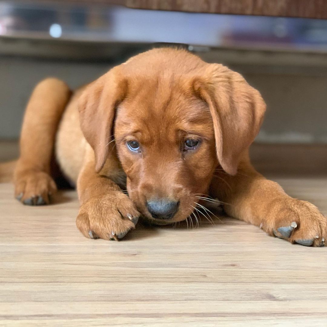 foxred labrador puppy (male) foxred labrador puppy (male)