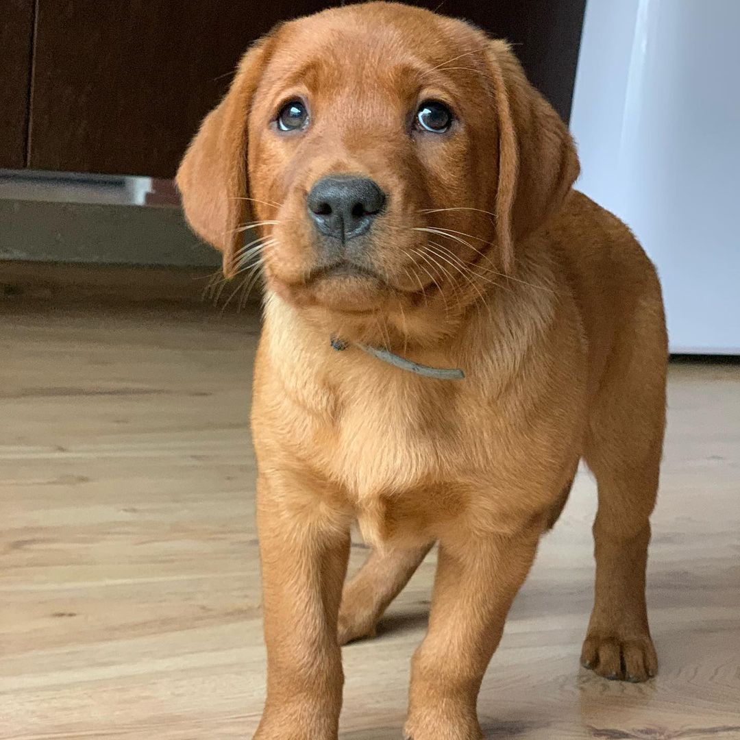 foxred labrador puppy (female) Foxred Labrador puppy (Male) - Labrador Mix Puppies