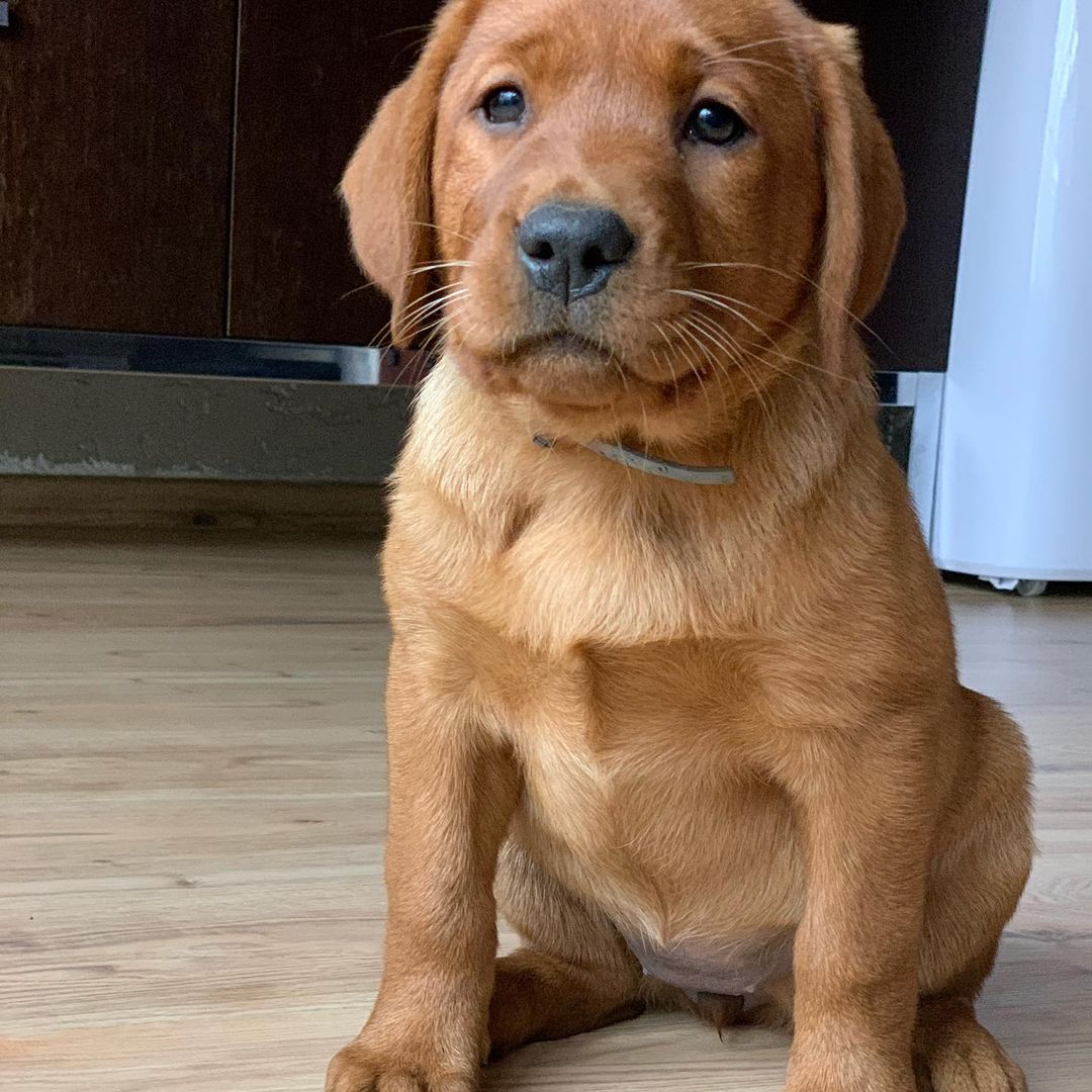 foxred labrador puppy (male) foxred labrador puppy (male)