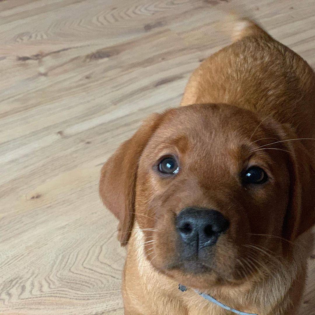 foxred labrador puppy (male) foxred labrador puppy (male)