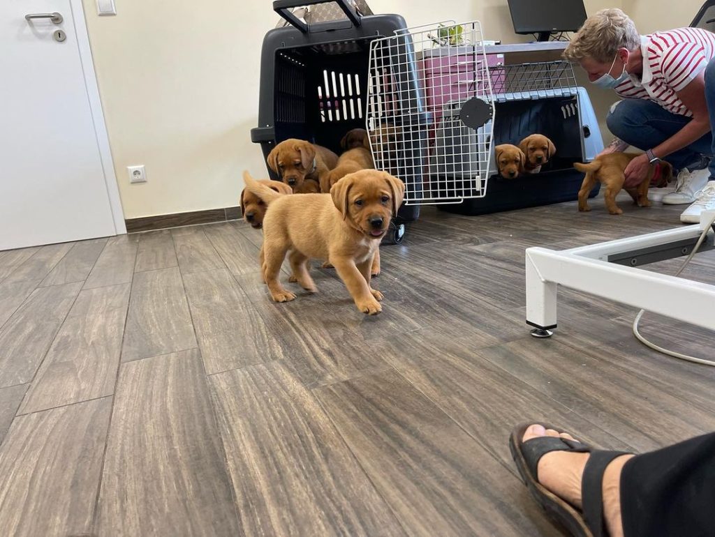 foxred labrador mix puppies
