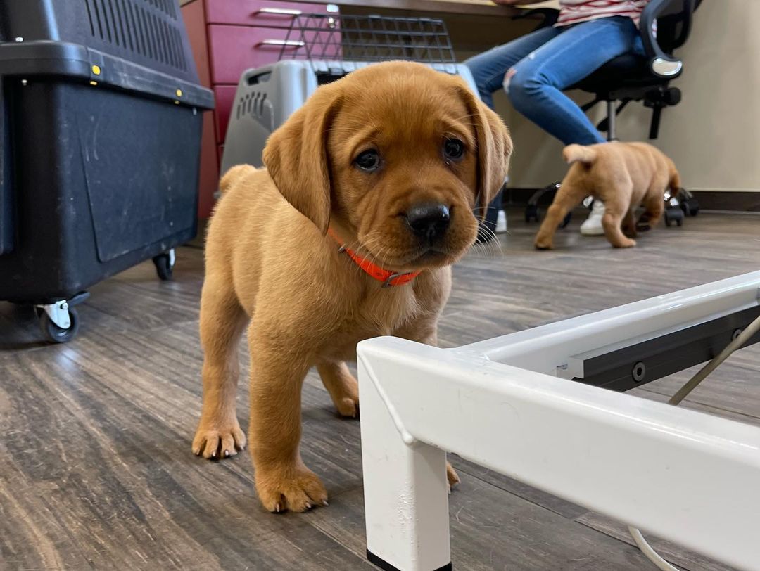 foxred labrador mix puppies foxred labrador mix puppies