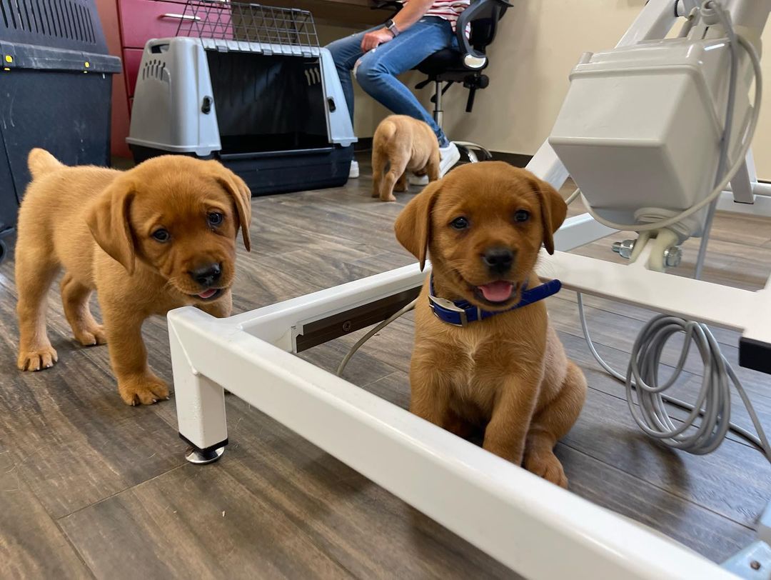foxred labrador mix puppies foxred labrador mix puppies