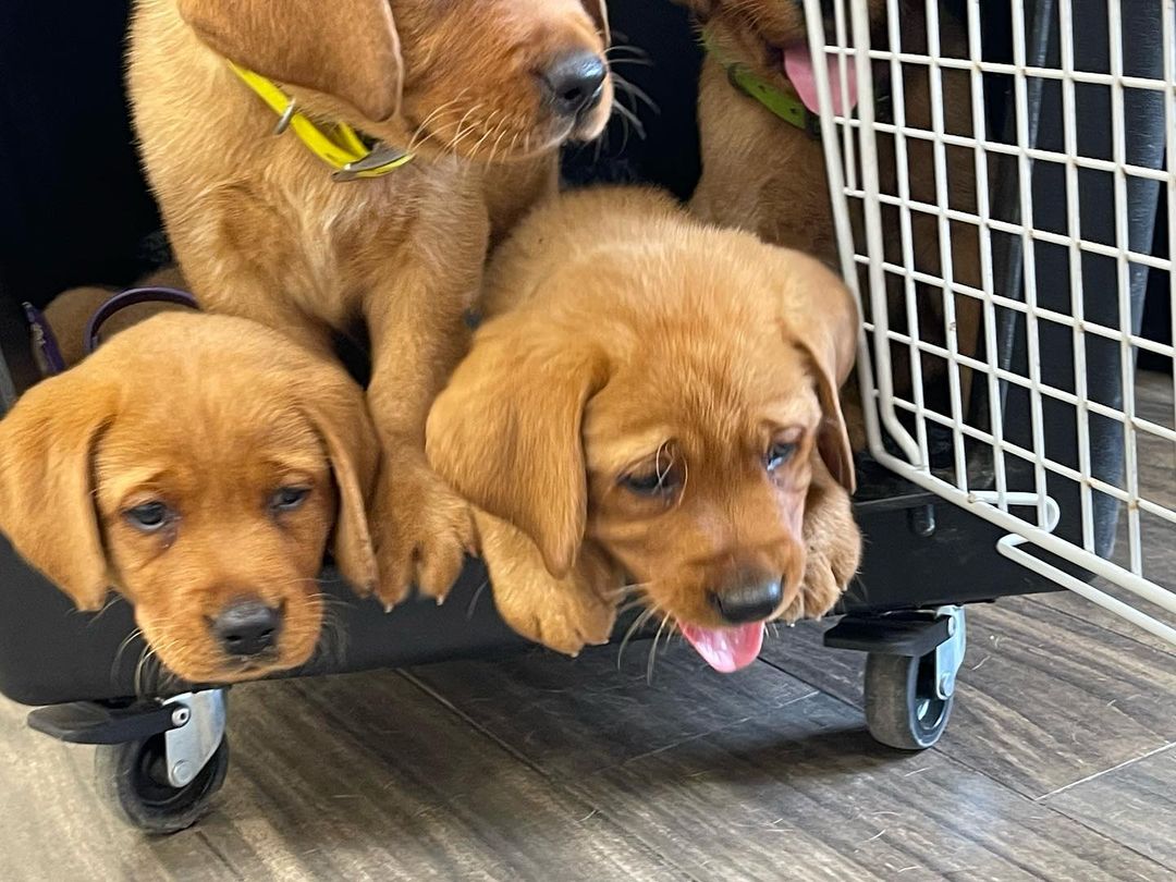 foxred labrador mix puppies foxred labrador mix puppies