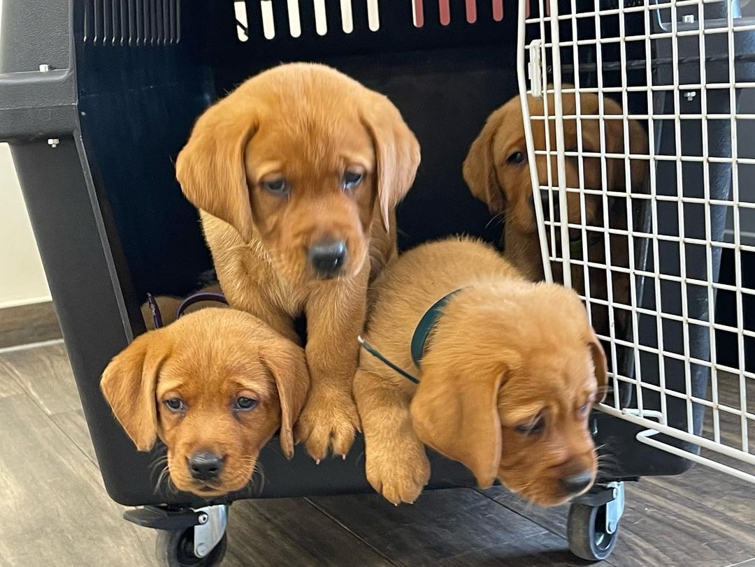 foxred labrador mix puppies foxred labrador mix puppies