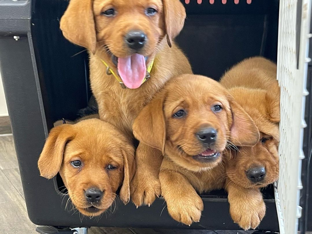foxred labrador mix puppies foxred labrador mix puppies