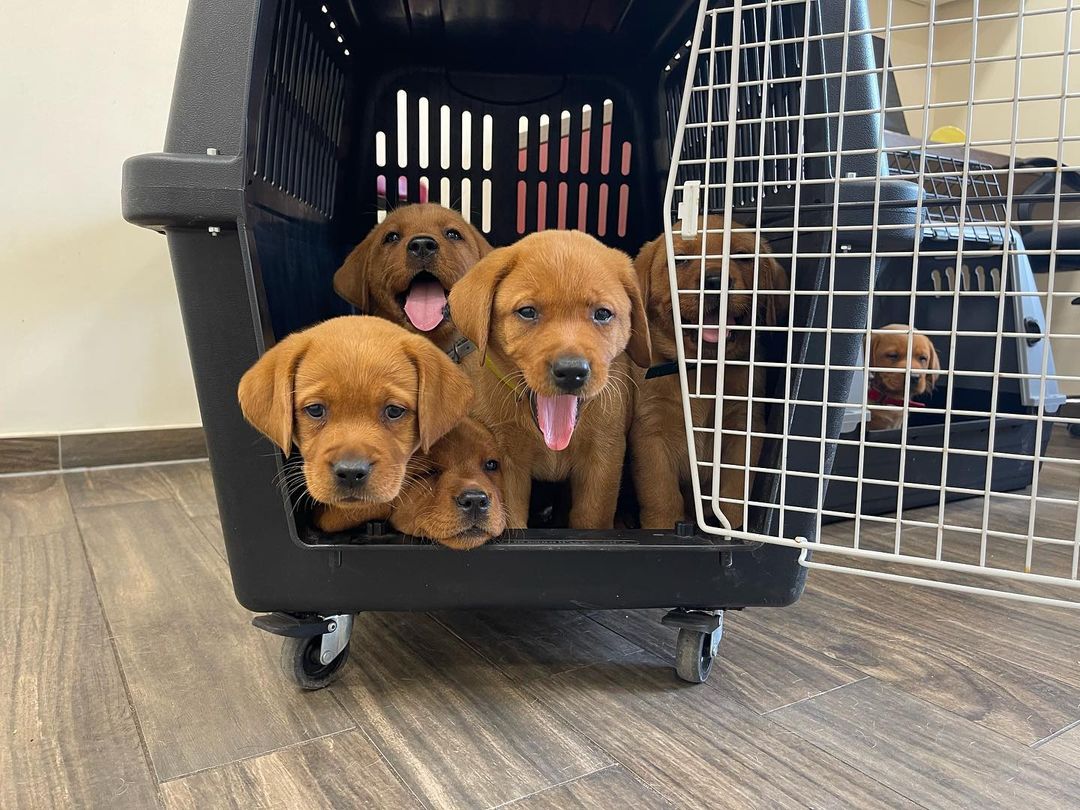 foxred labrador mix puppies foxred labrador mix puppies