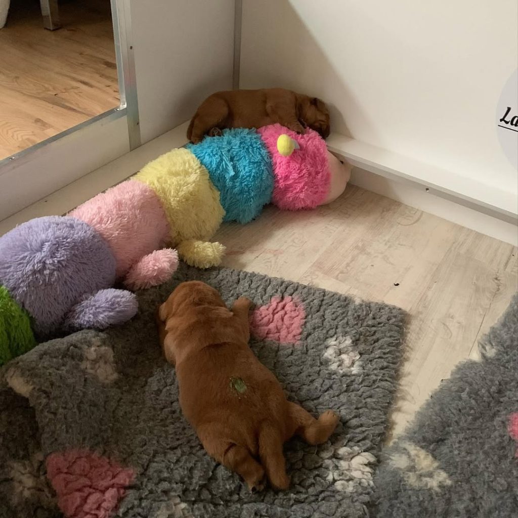 Labrador puppy reserved with mark