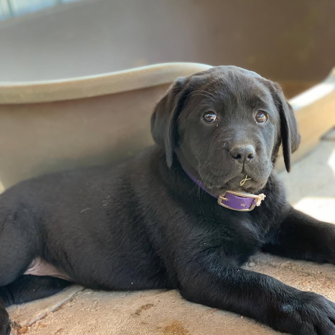 female black labrador retriever puppy female black labrador retriever puppy