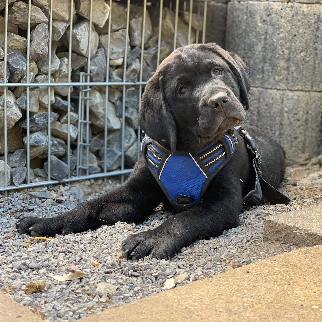 black labrador retriever (male) black labrador retriever (male)