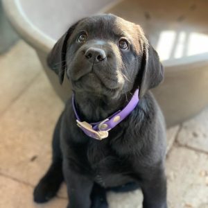 female black labrador retriever puppy