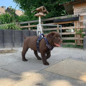 chocolate brown labrador puppy (male)