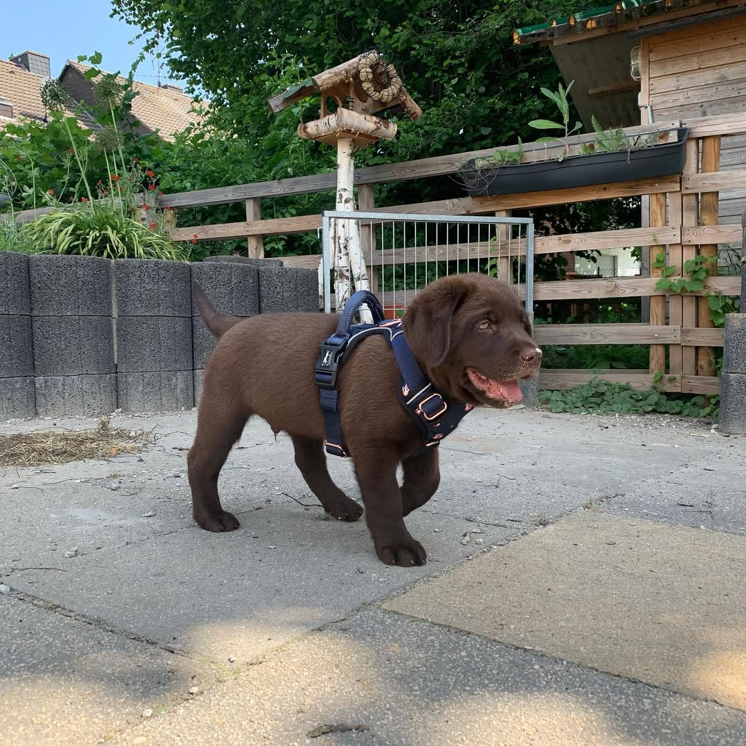 chocolate brown labrador puppy (male) chocolate brown labrador puppy (male)