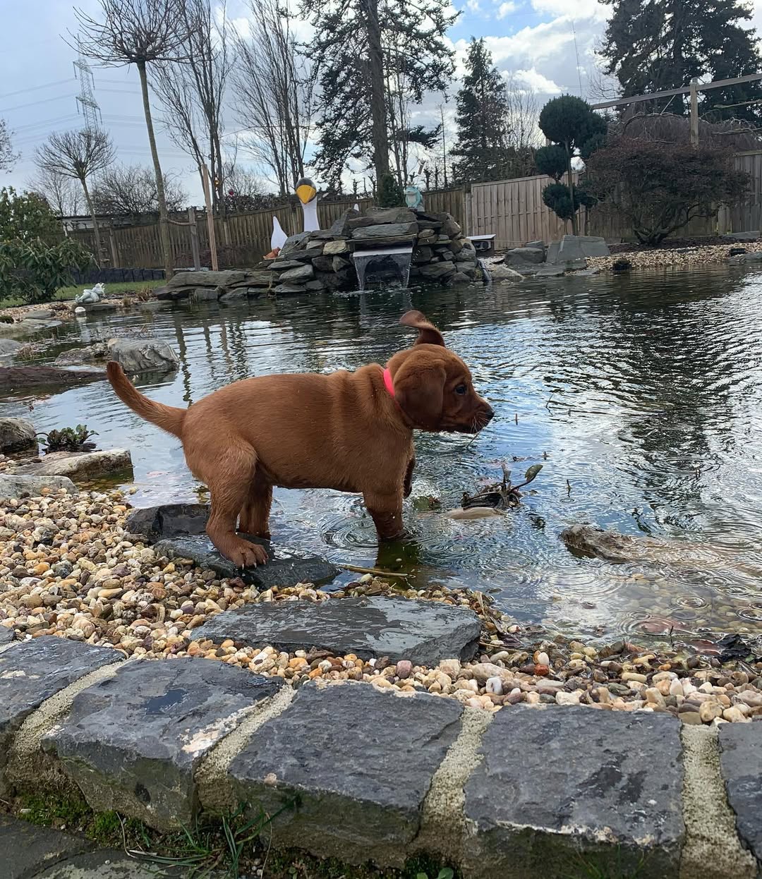 foxred labrador puppy (female) foxred labrador puppy (female)
