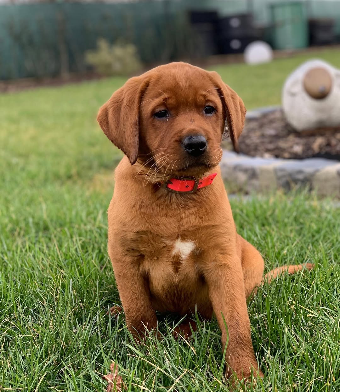 foxred labrador puppy (female) foxred labrador puppy (female)