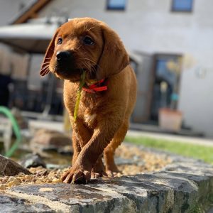 foxred labrador puppy (female)