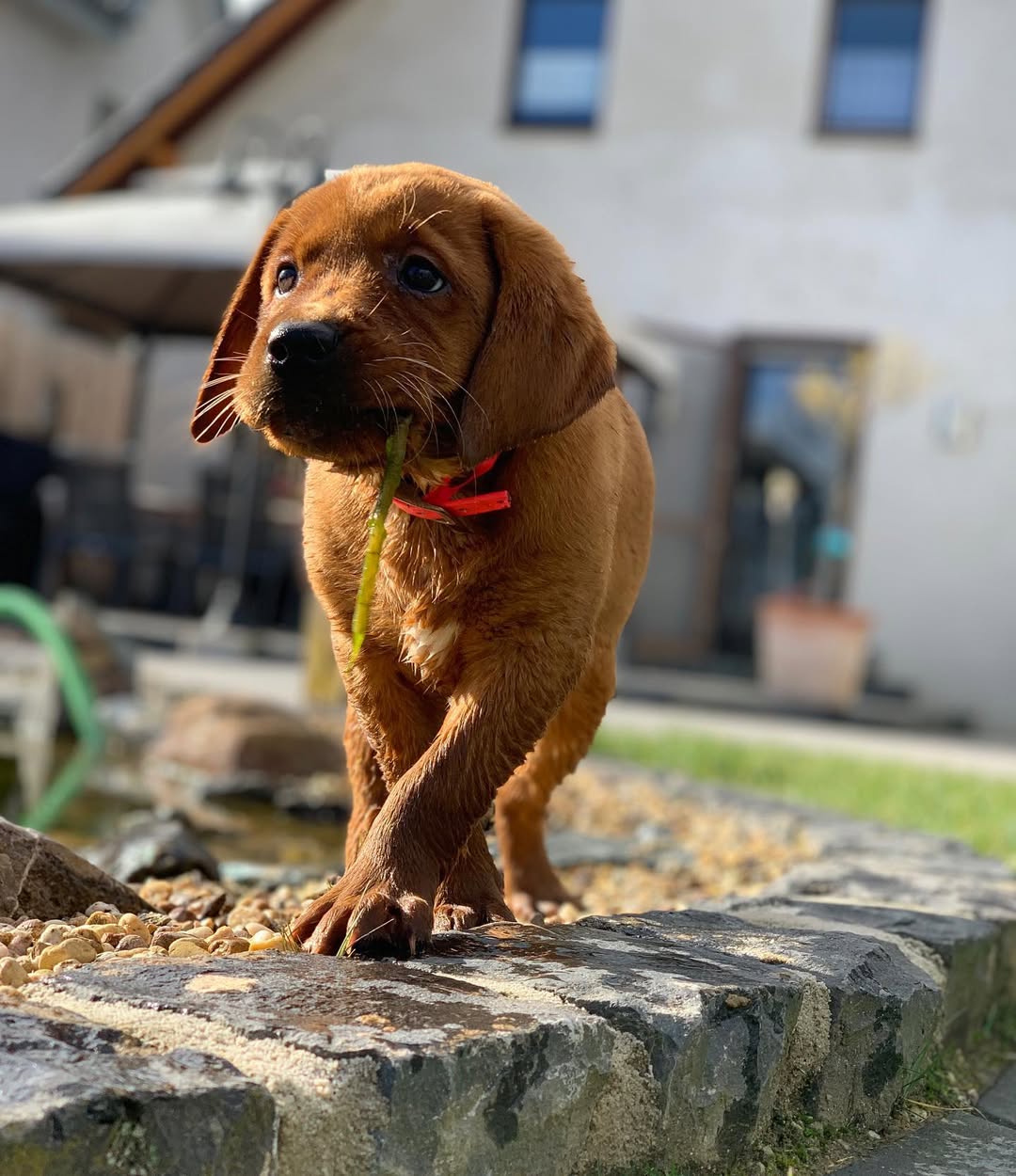 foxred labrador puppy (female) foxred labrador puppy (female)