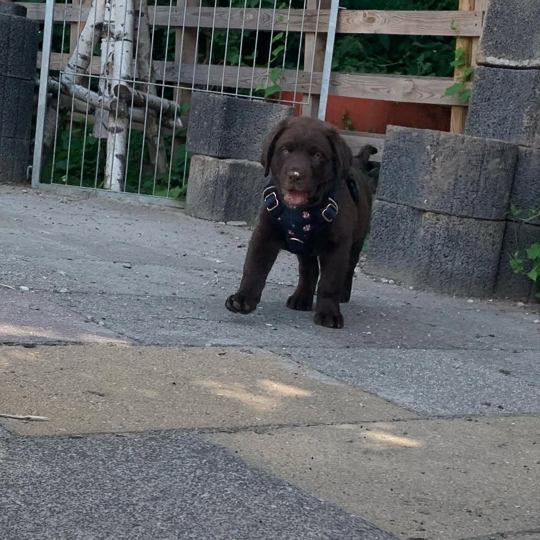 chocolate brown labrador puppy (male) chocolate brown labrador puppy (male)