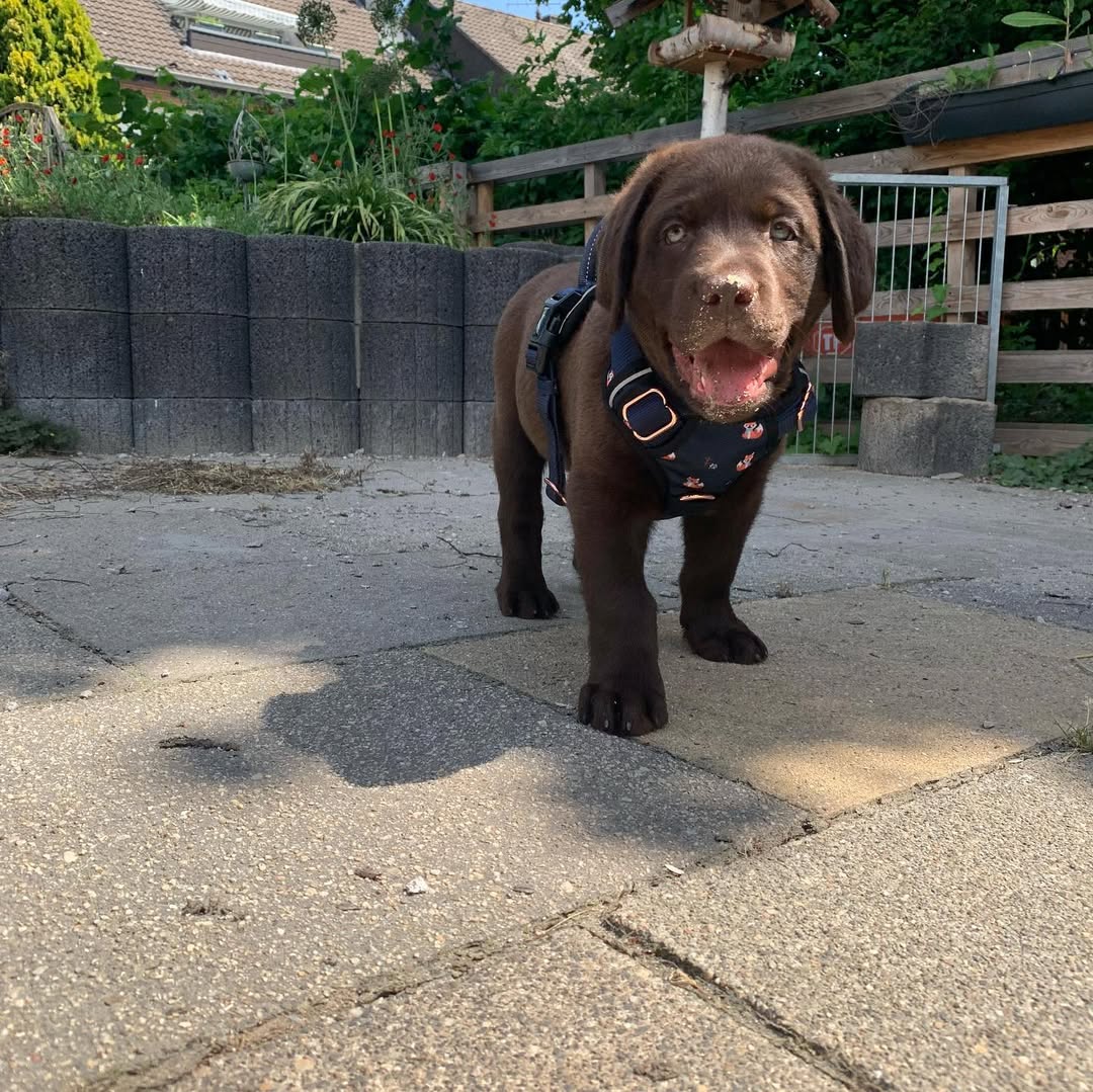 chocolate brown labrador puppy (male) chocolate brown labrador puppy (male)