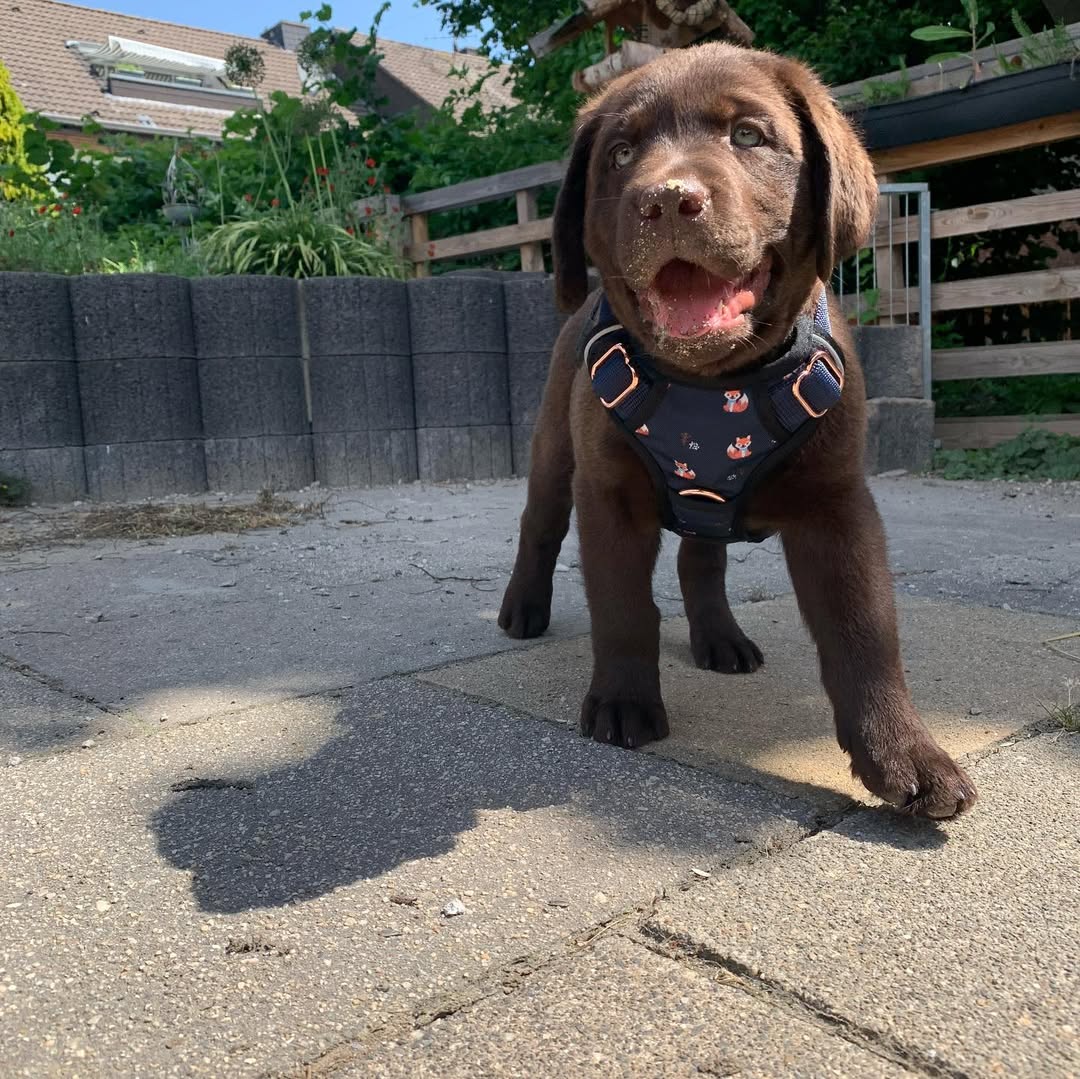 chocolate brown labrador puppy (male) chocolate brown labrador puppy (male)