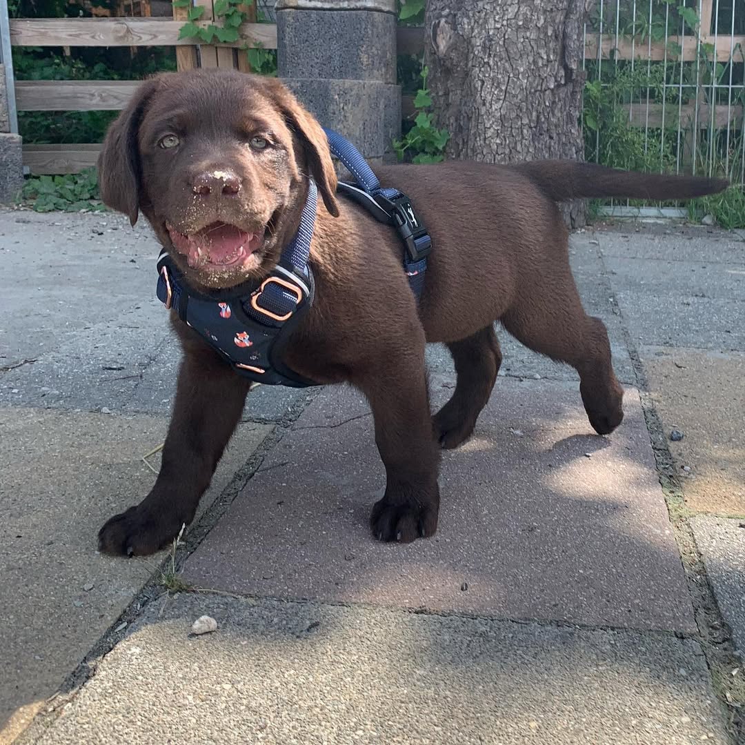 chocolate brown labrador puppy (male) chocolate brown labrador puppy (male)