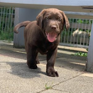 Home chocolate brown labrador puppy (female)