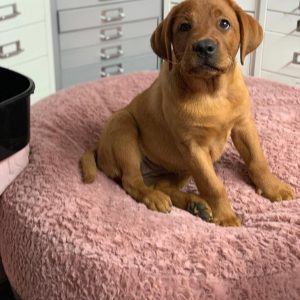 Home female foxred labrador puppy