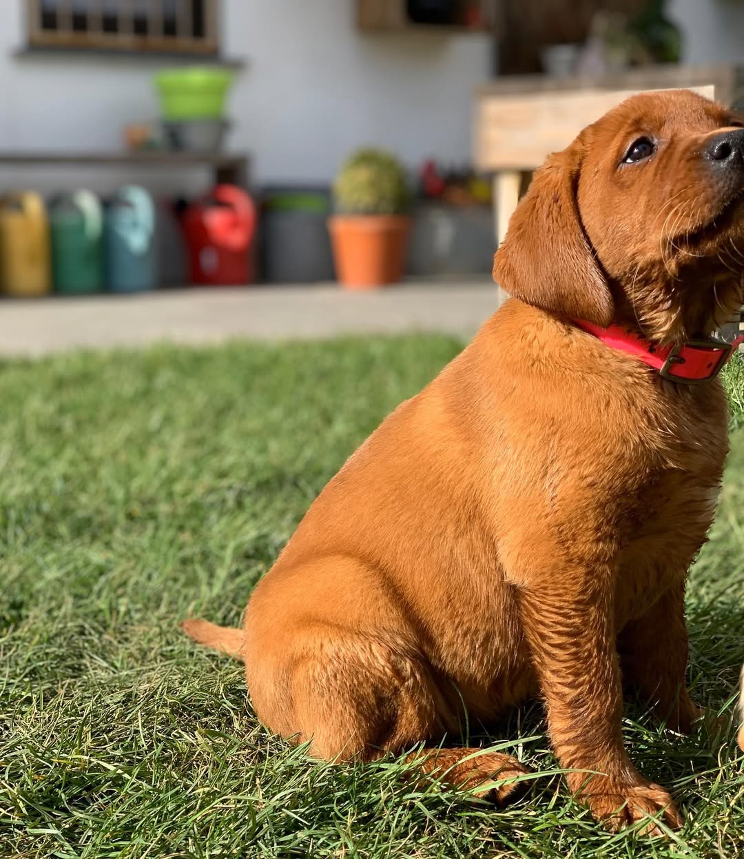 foxred labrador puppy (female) foxred labrador puppy (female)