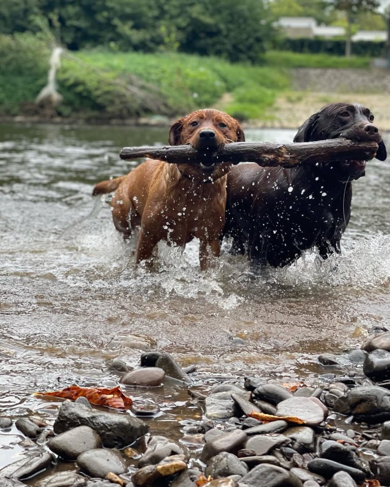 The calm water dogs – buy a Labrador mix now!