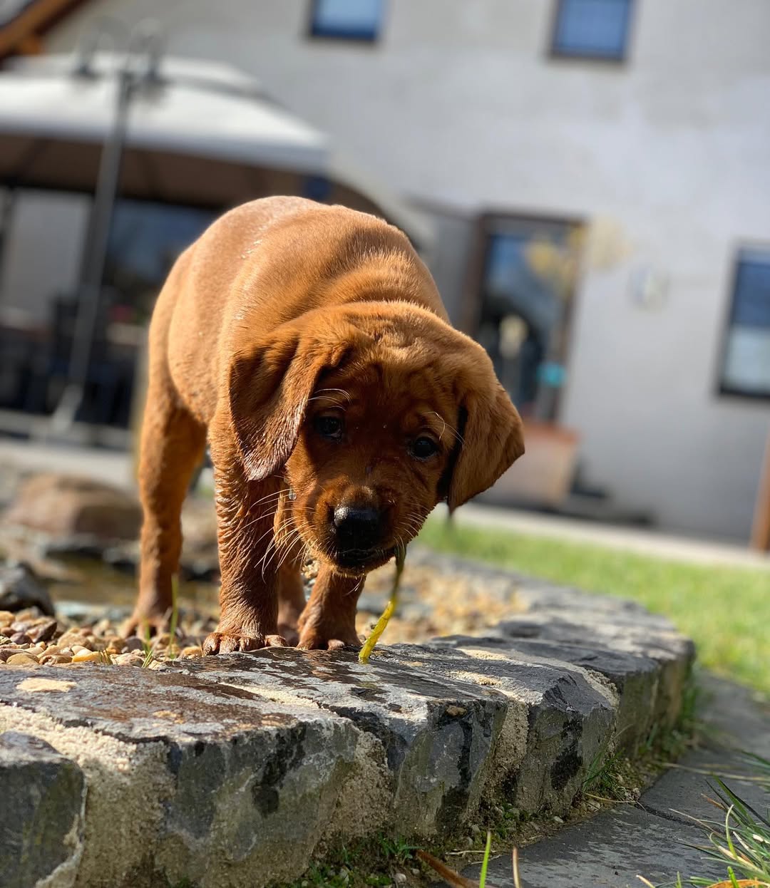 foxred labrador puppy (female) foxred labrador puppy (female)