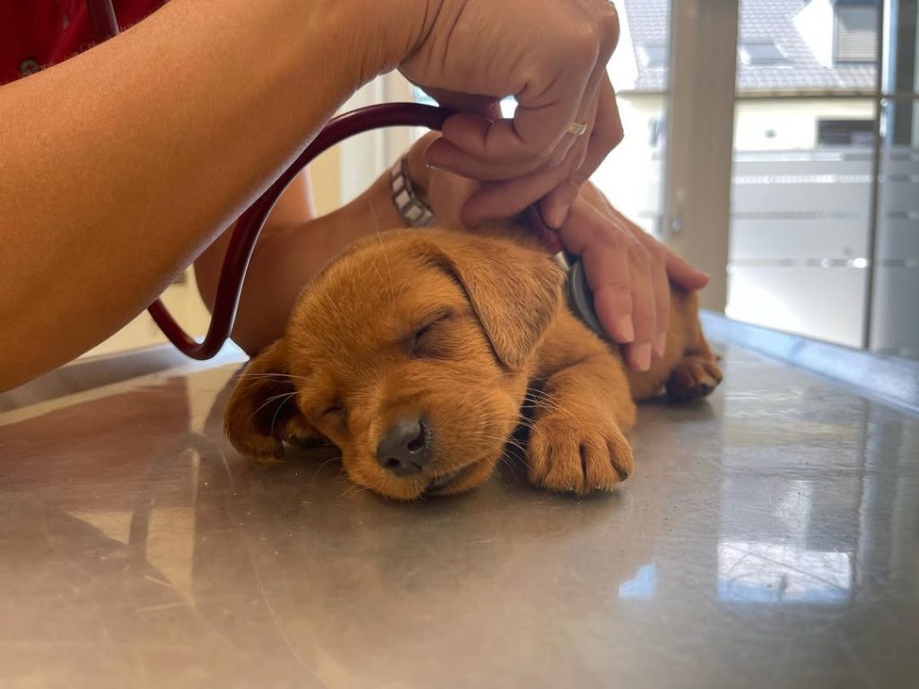 Labrador Health Care Support
