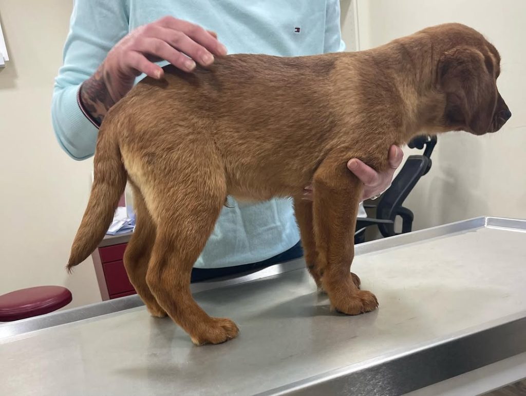 Labrador Mix Foxred