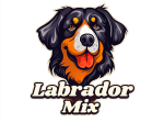 labrador mix